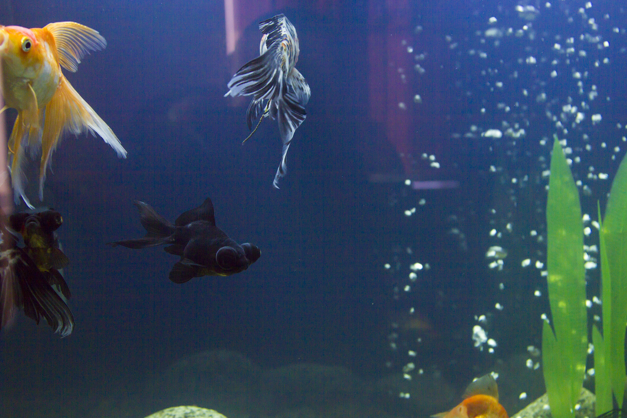 small fishes in an aquarium