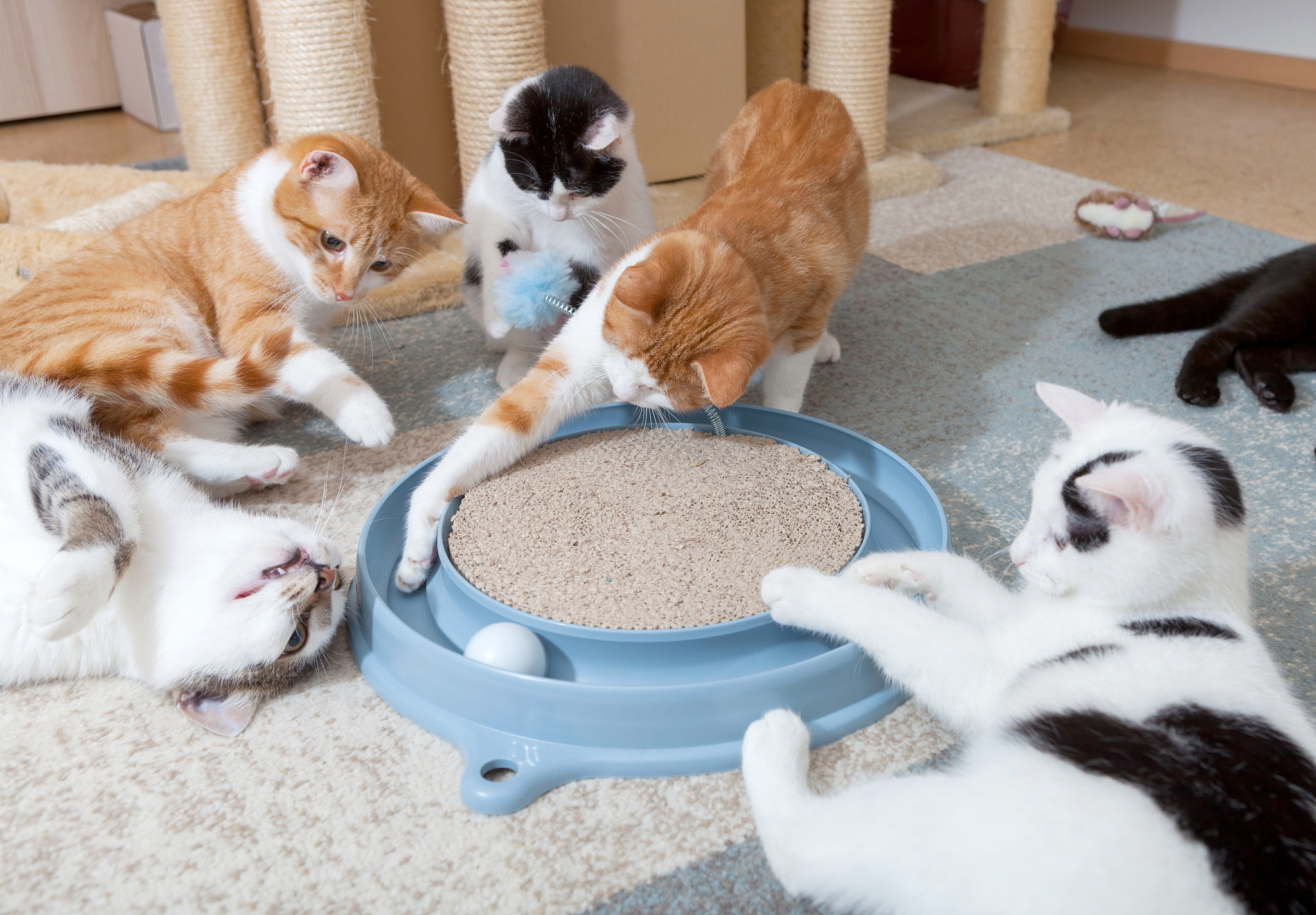 关于猫砂还有猫咪贪玩的介绍写一篇短文