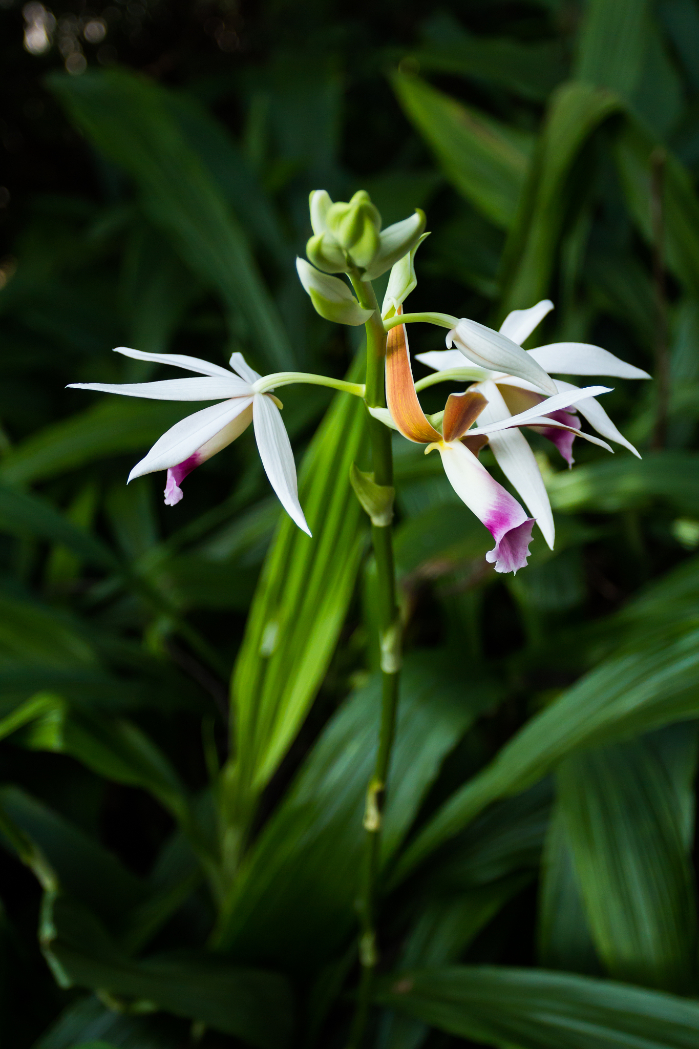close-up of purple flowering plant