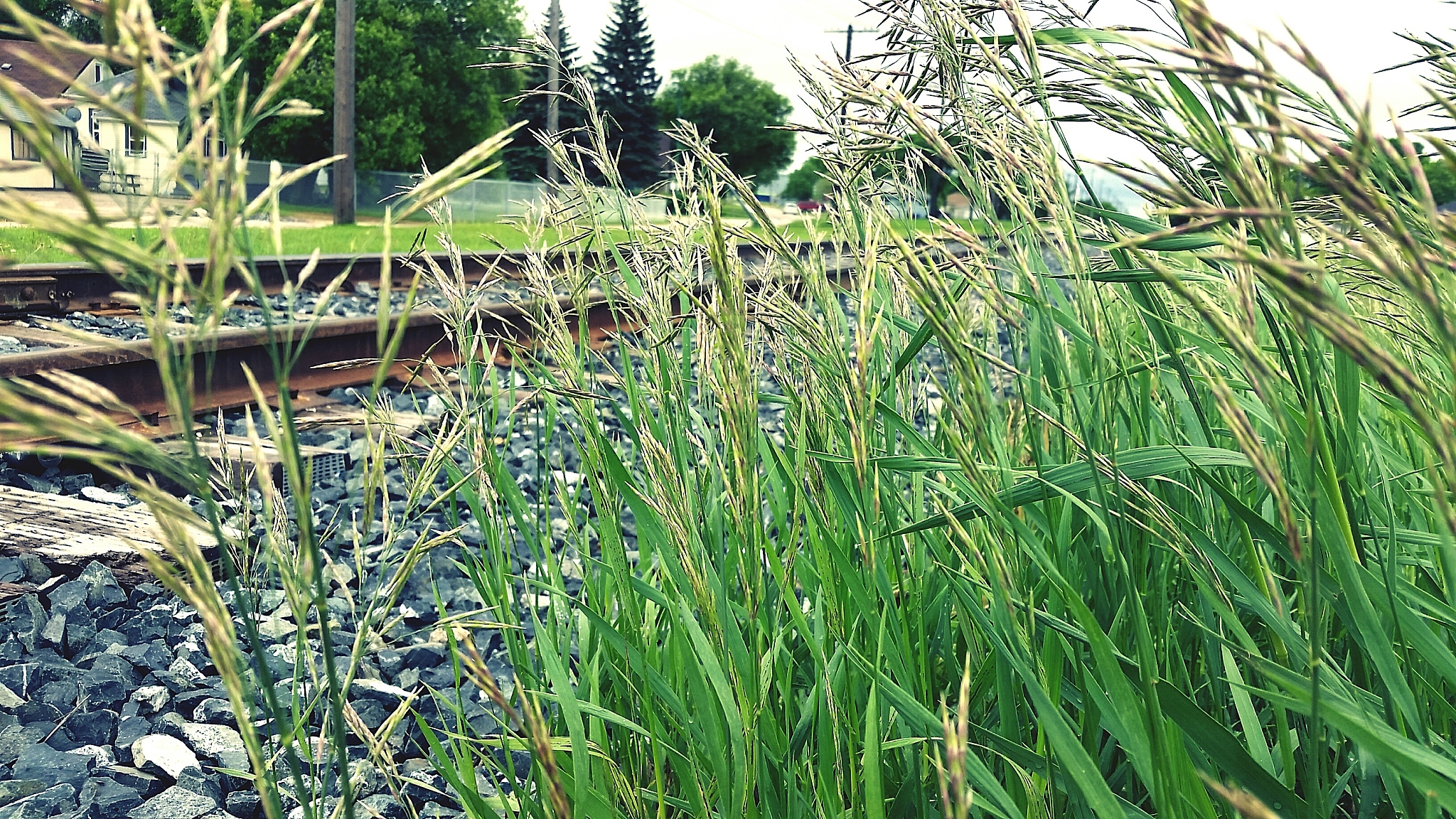 plants growing on field