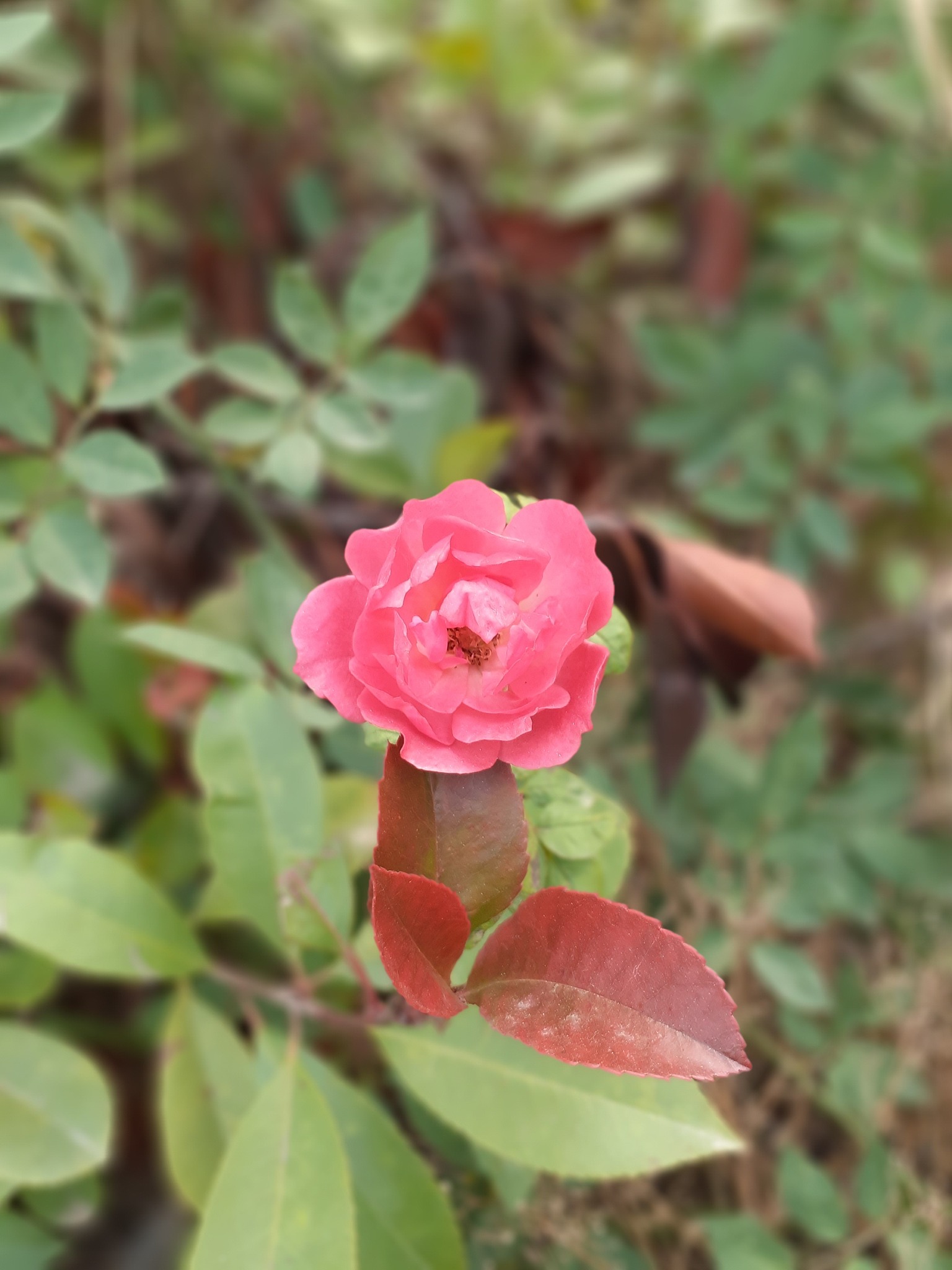 月季怎么修剪开花多好看400字