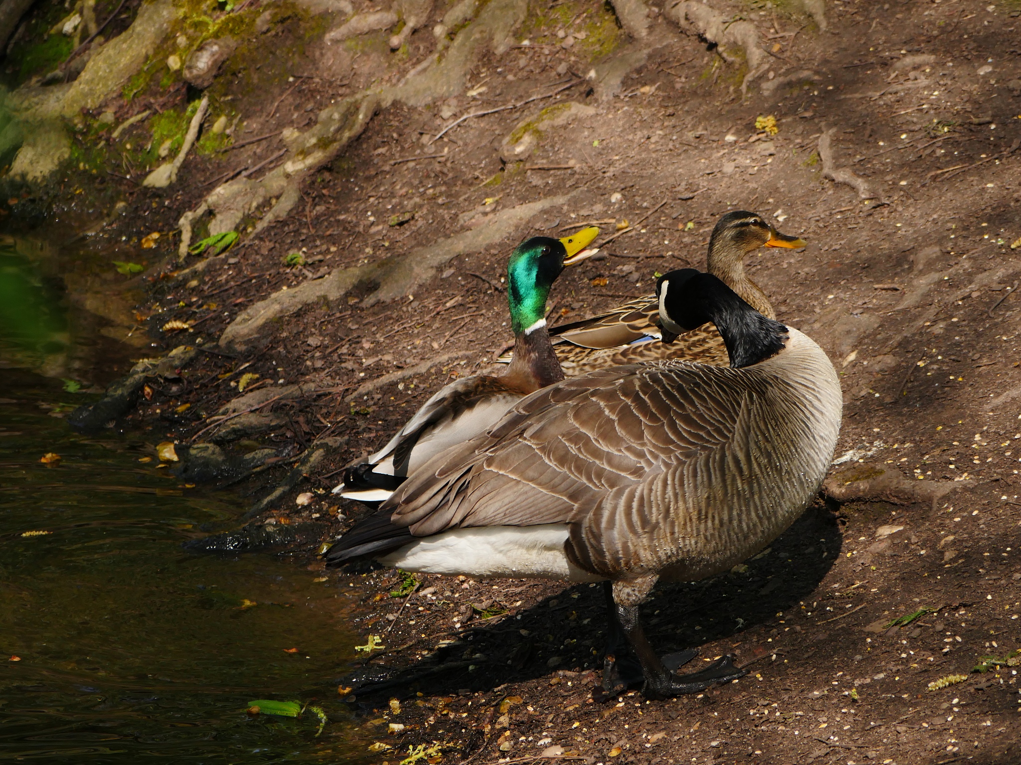翻译：鹅鹅鹅弯曲的脖子向天歌唱。白色的羽毛漂浮在绿色的水面上红色的手掌搅动着清澈的波浪