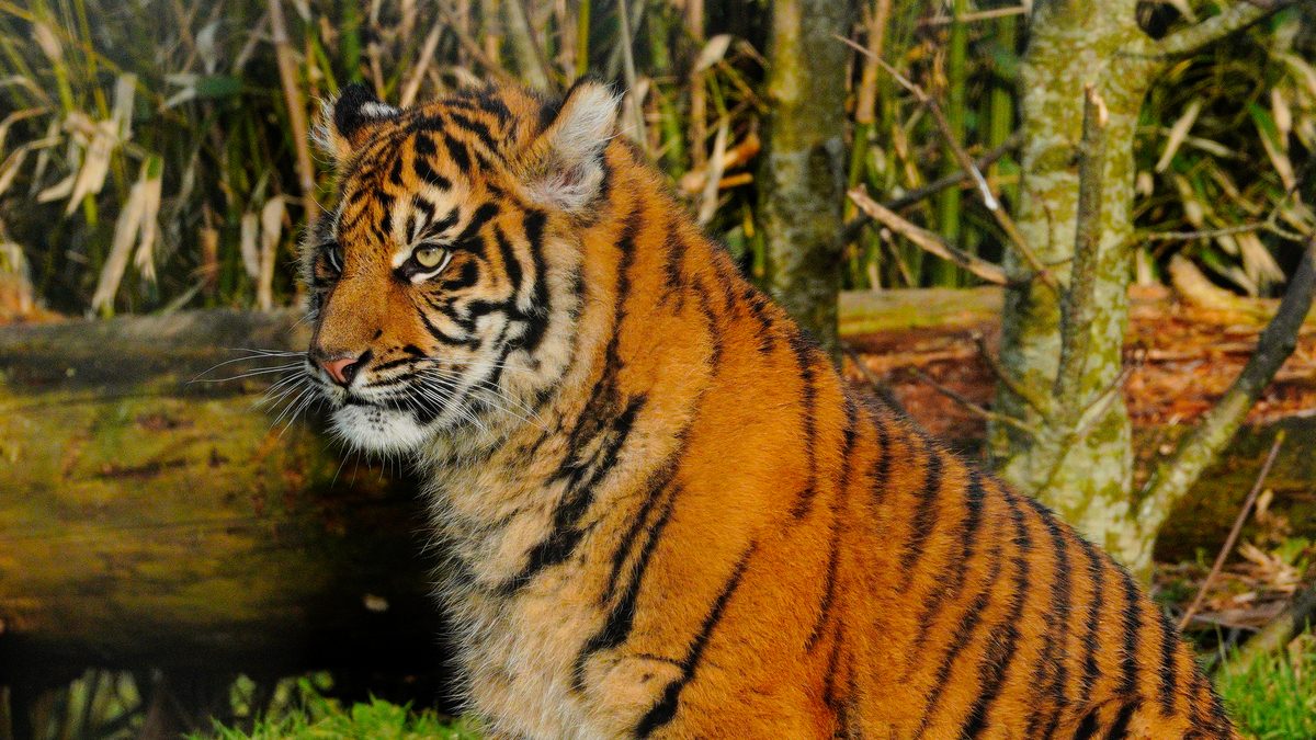 威震山林指什么生肖 是生肖虎帮我用200字详细描述