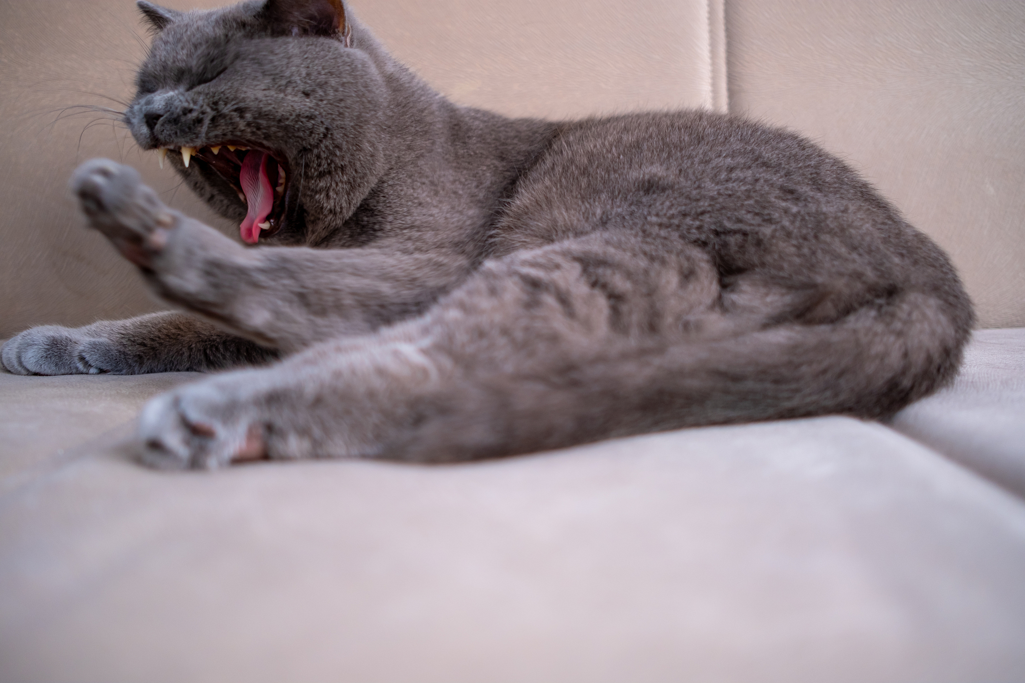 british shorthair cat, blue-gray color with orange eyes