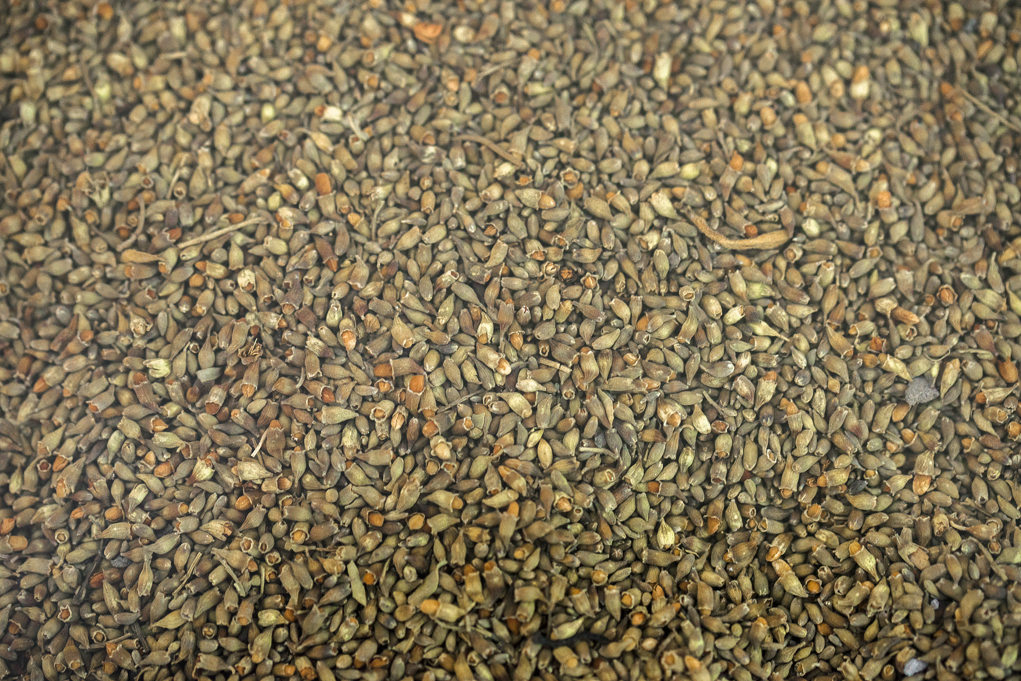 决明子可以洗和晒吗