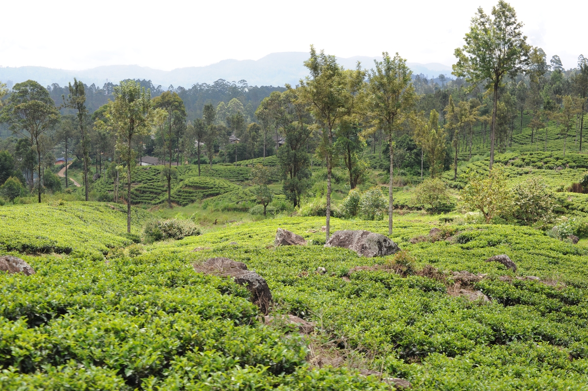 推荐一个钟祥附近的集体经济示范区