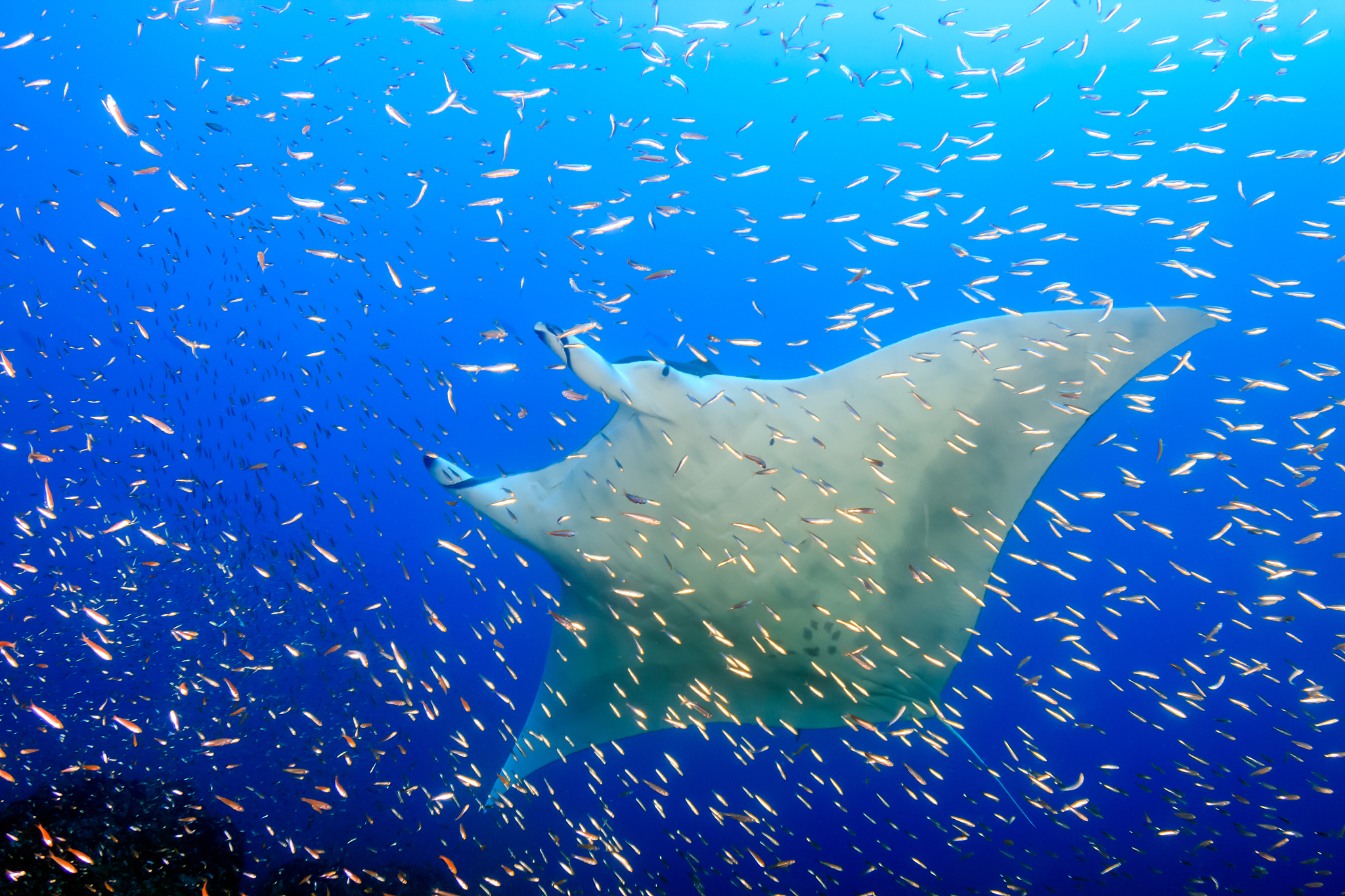 large female oceanic manta ray (manta birostris) swimming throug