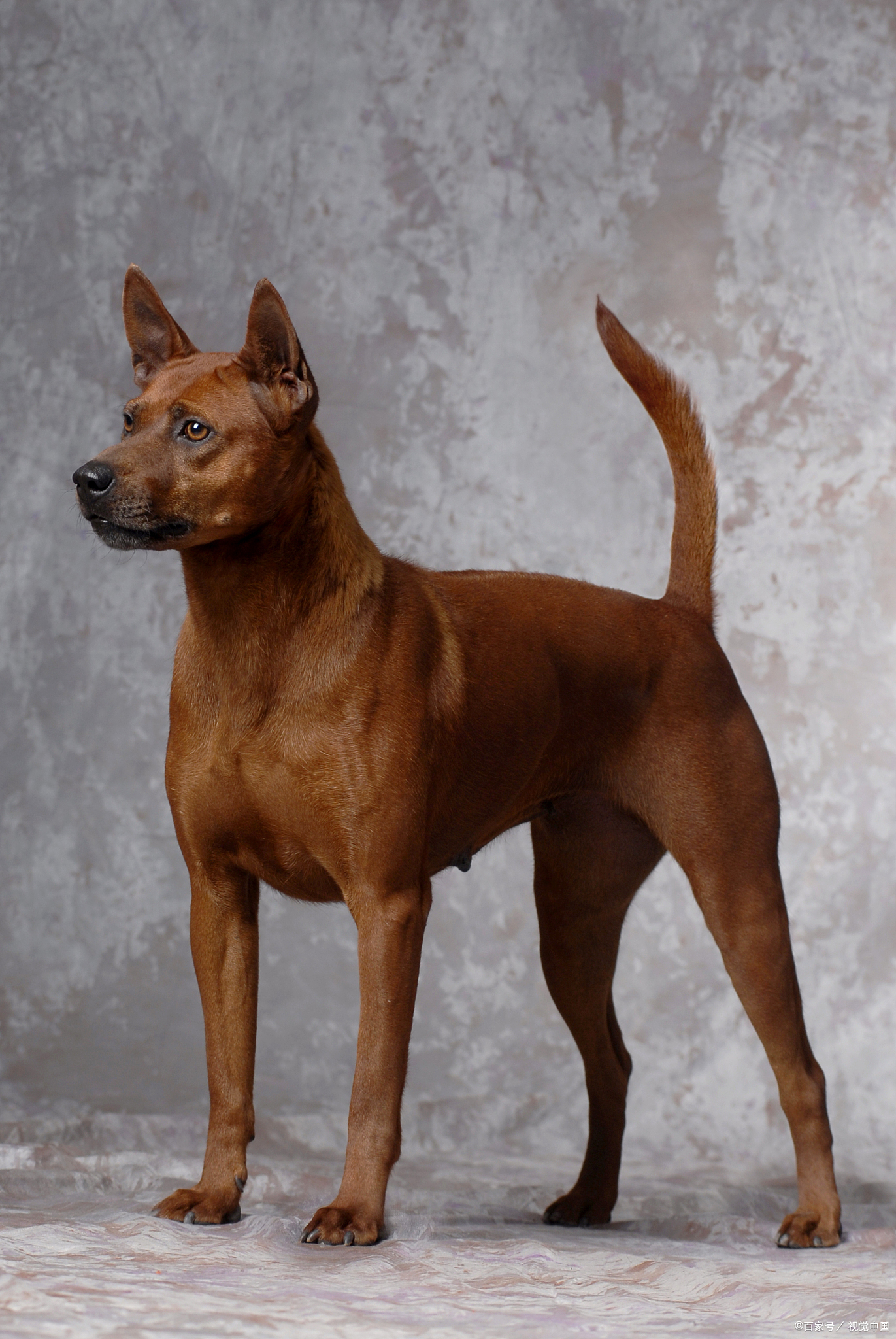 72种名犬图片及名字