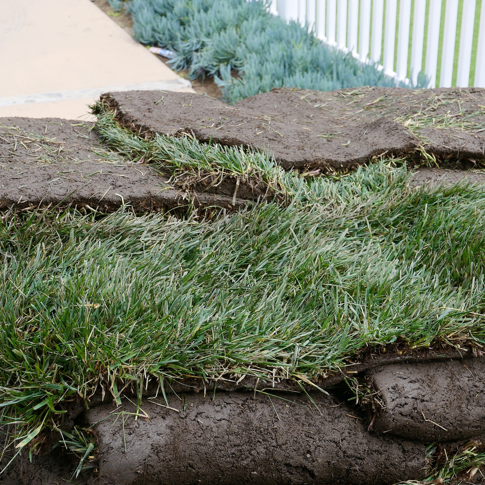 植物识别与分类：日常生活中的重要应用