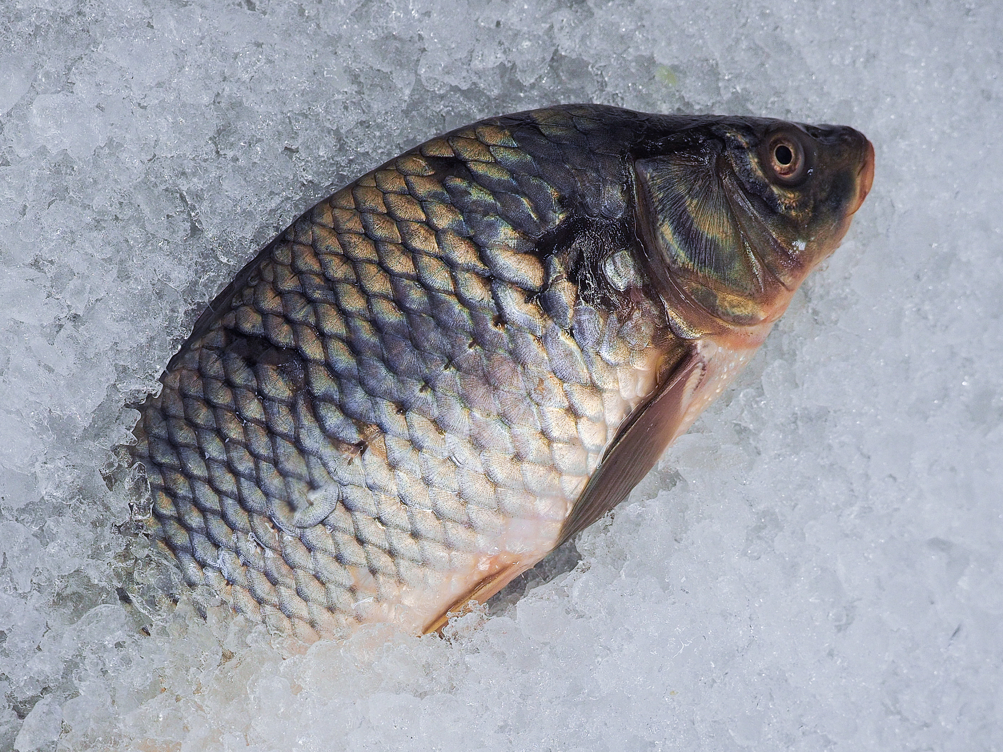 Frozen Fish Pie Manufacturing Process: A Step-by-Step Guide