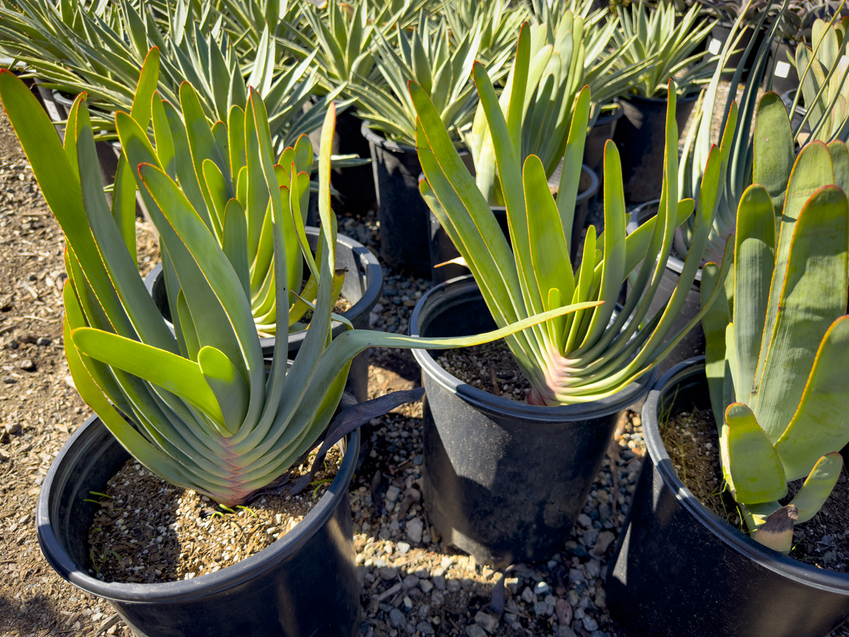 君子兰不开花是什么原因500字