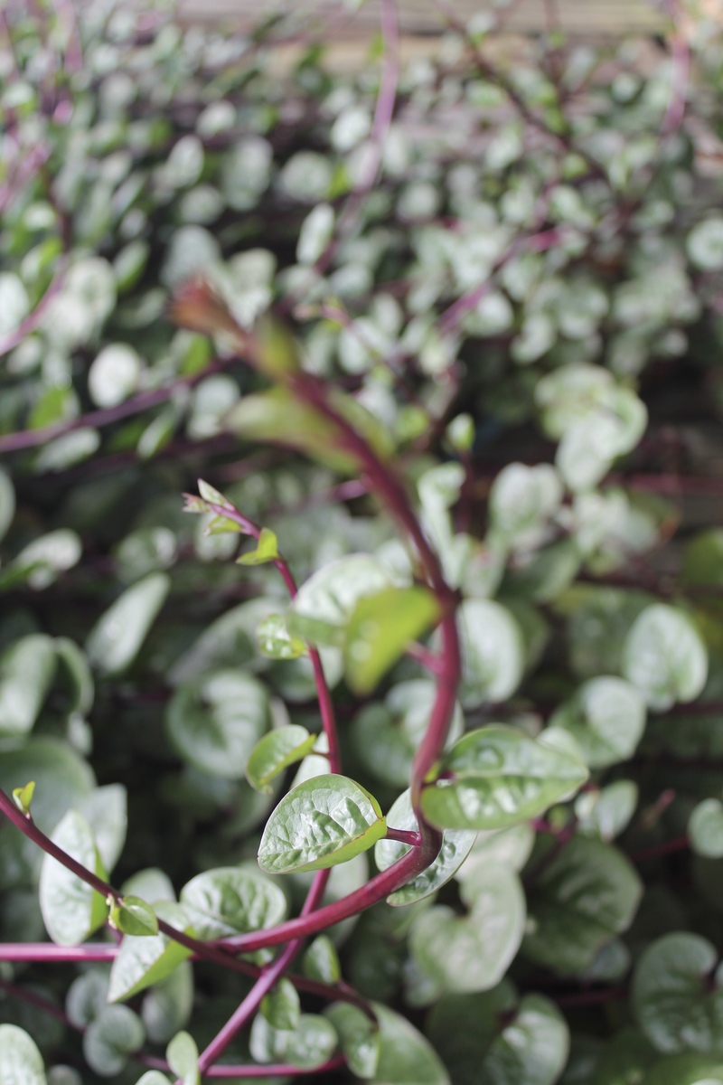 马齿苋只长枝叶不开花？可能是这几个原因！