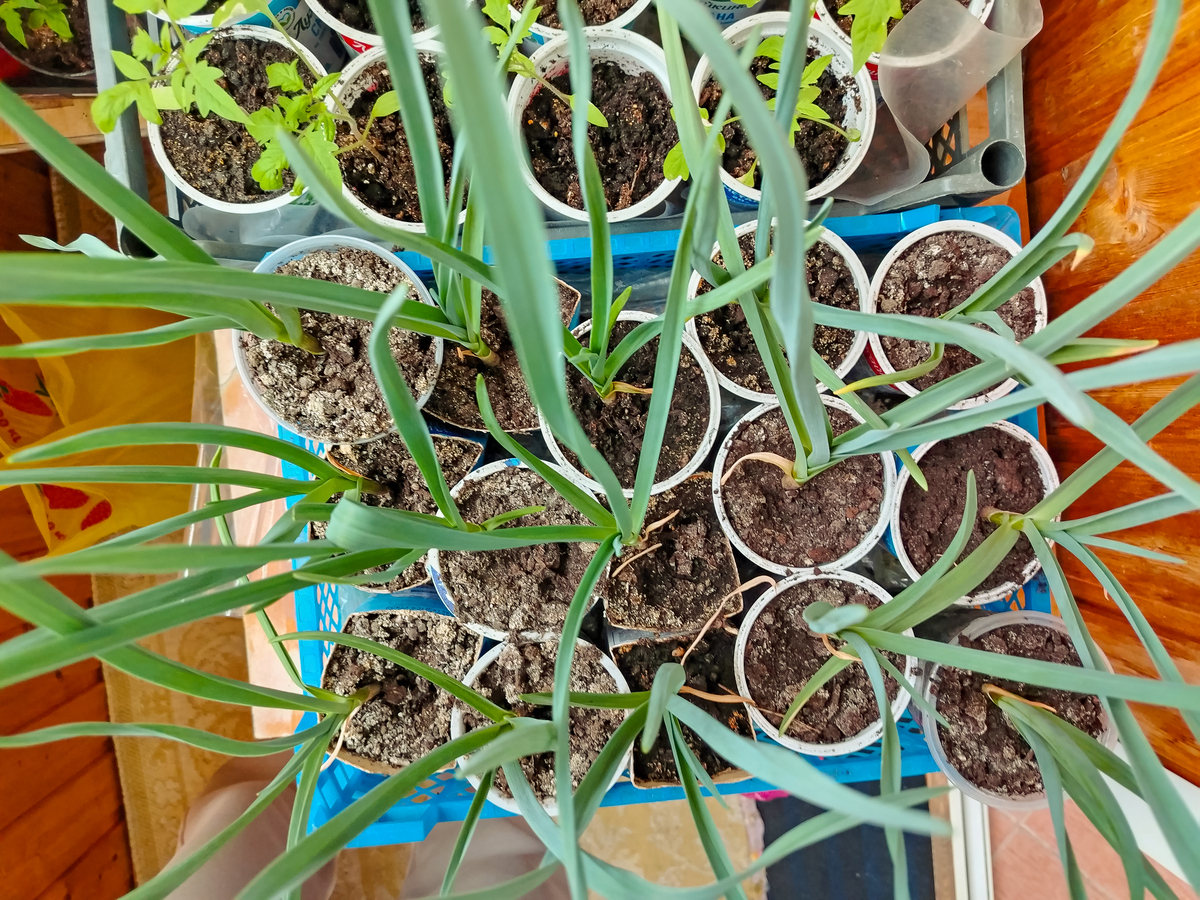 大蒜种子能种出小葱吗？| 种植技巧大揭秘