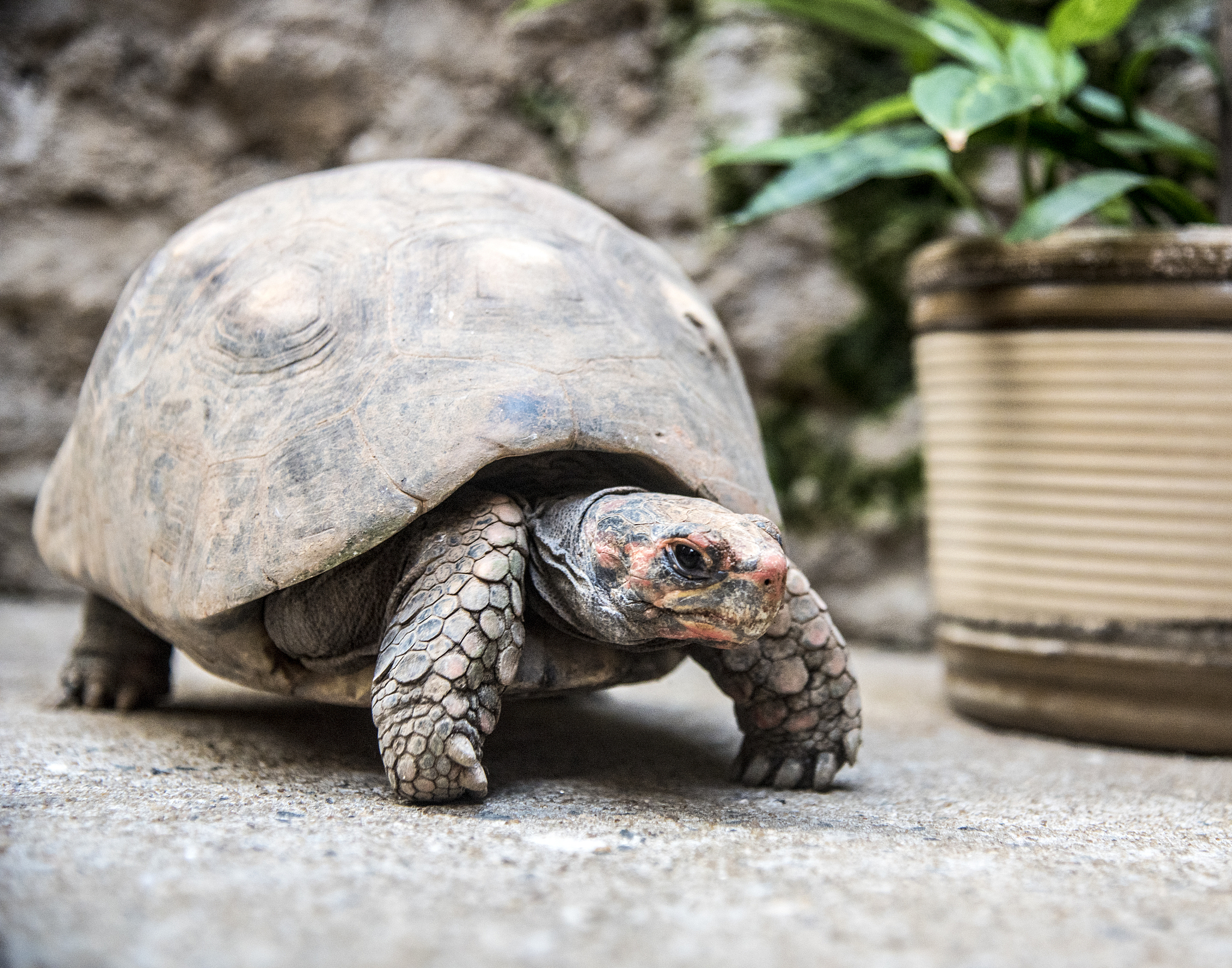 turtle