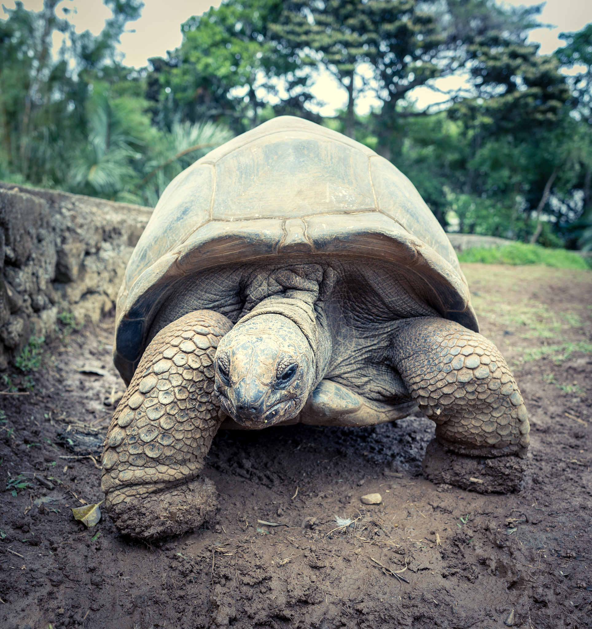 aldabra giant tortoise