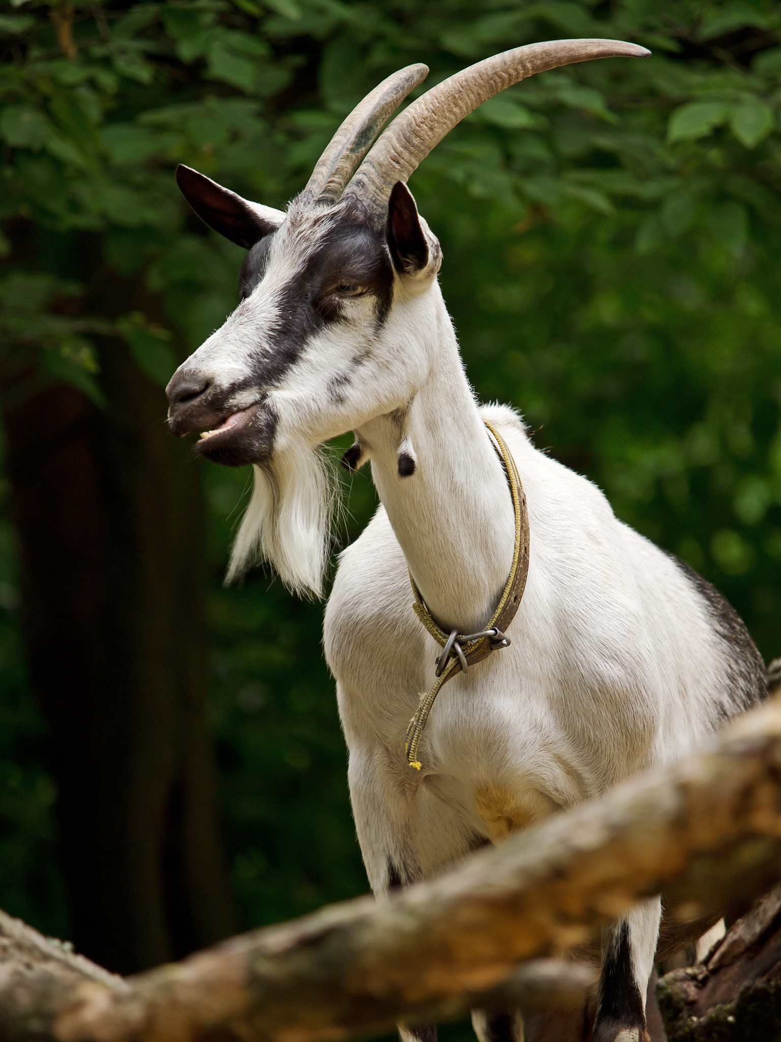 江西农业工程职业学院宠物养护与驯导专业涉及哪些课程