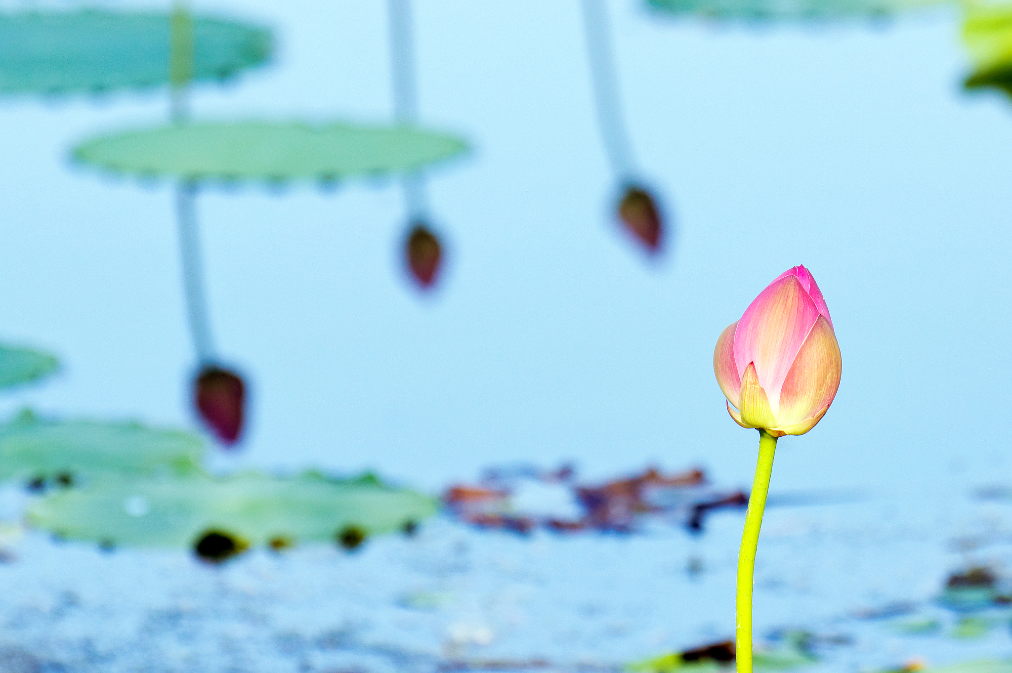 带'雨荷'二字的思念藏头诗