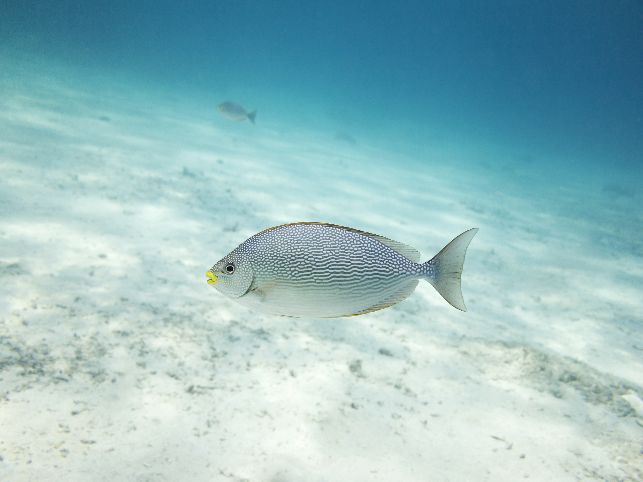 将：生活在高海拔地区的鱼类翻译成英文sci格式