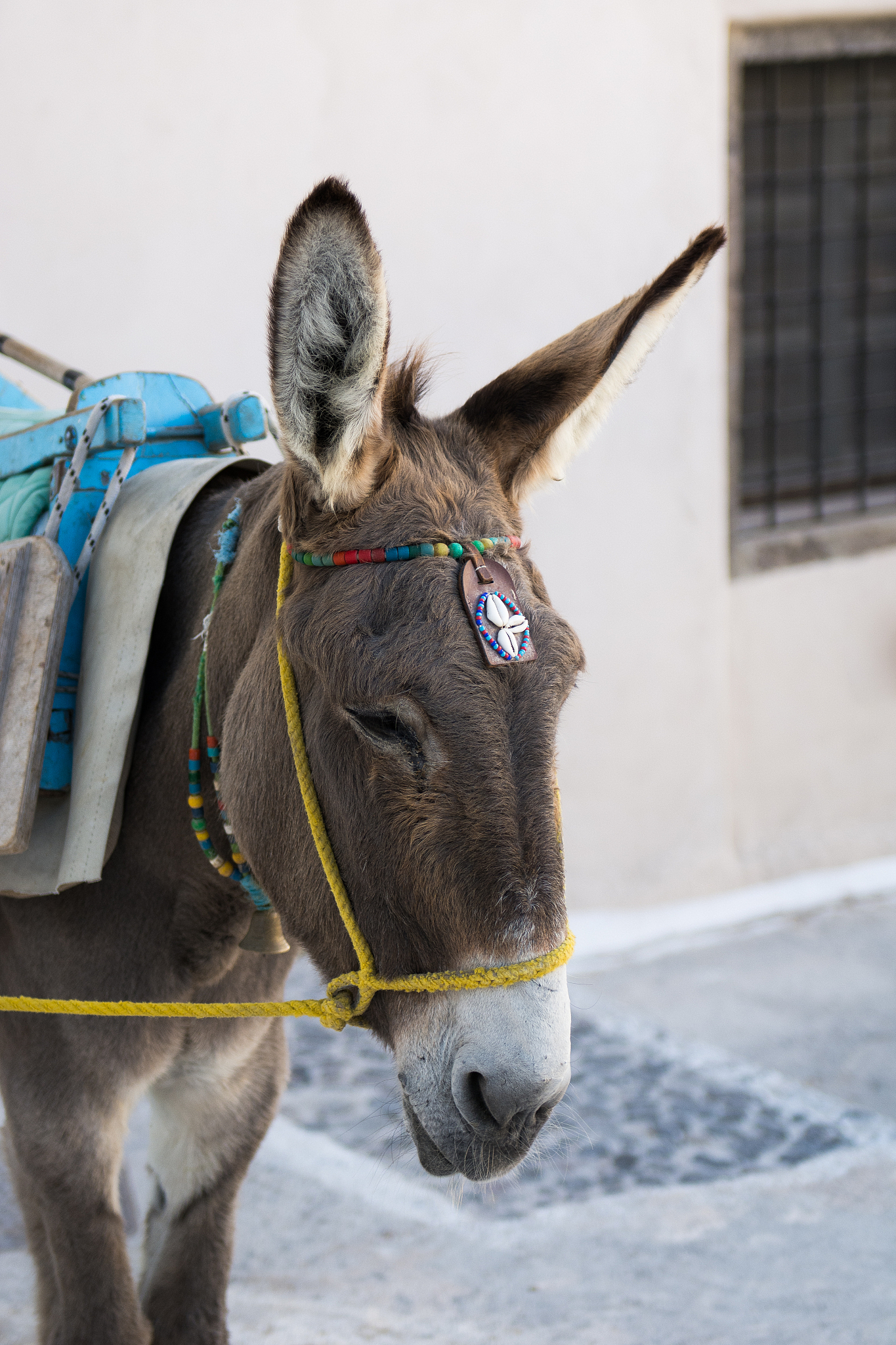 working donkey in santorini island, greece