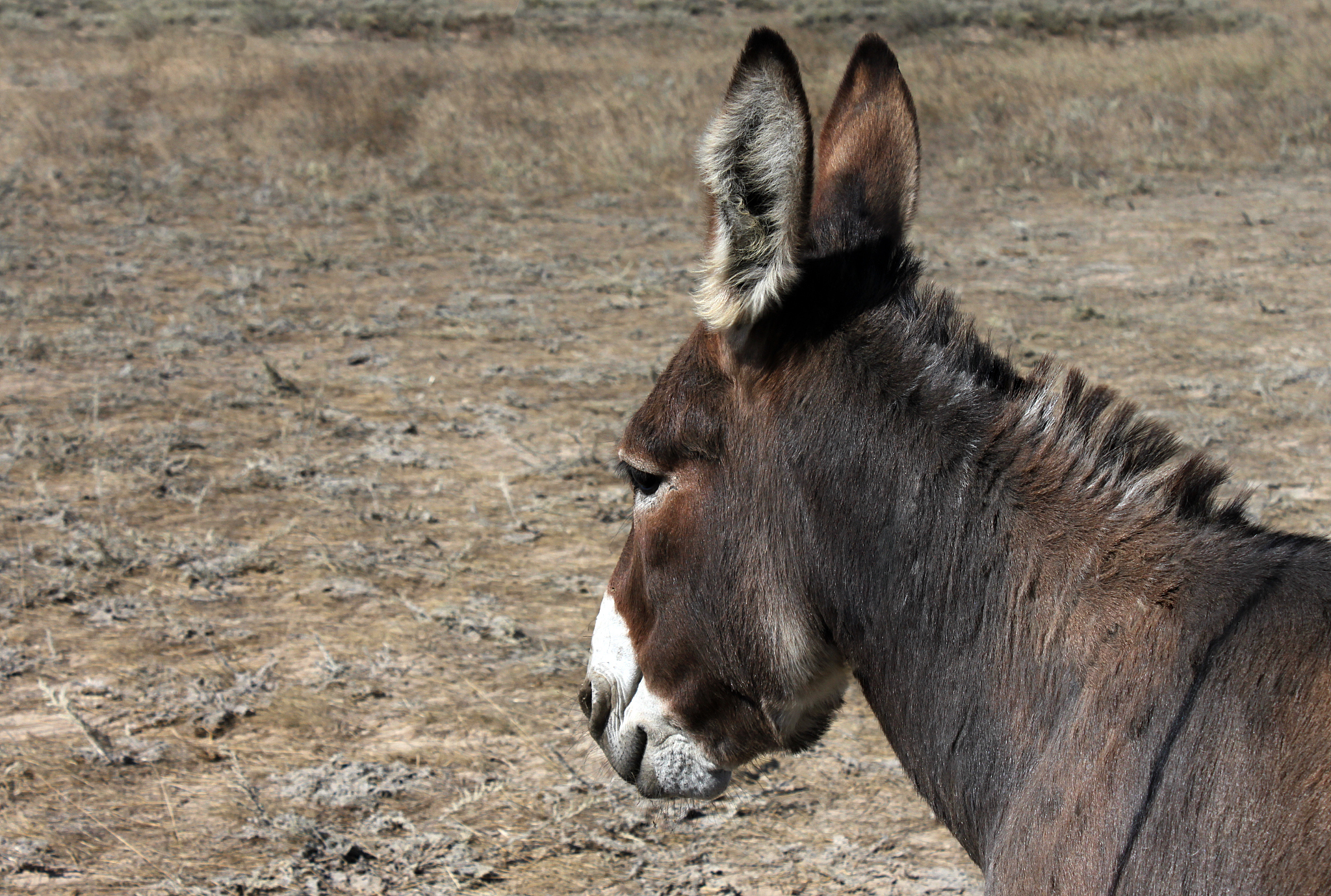 donkey