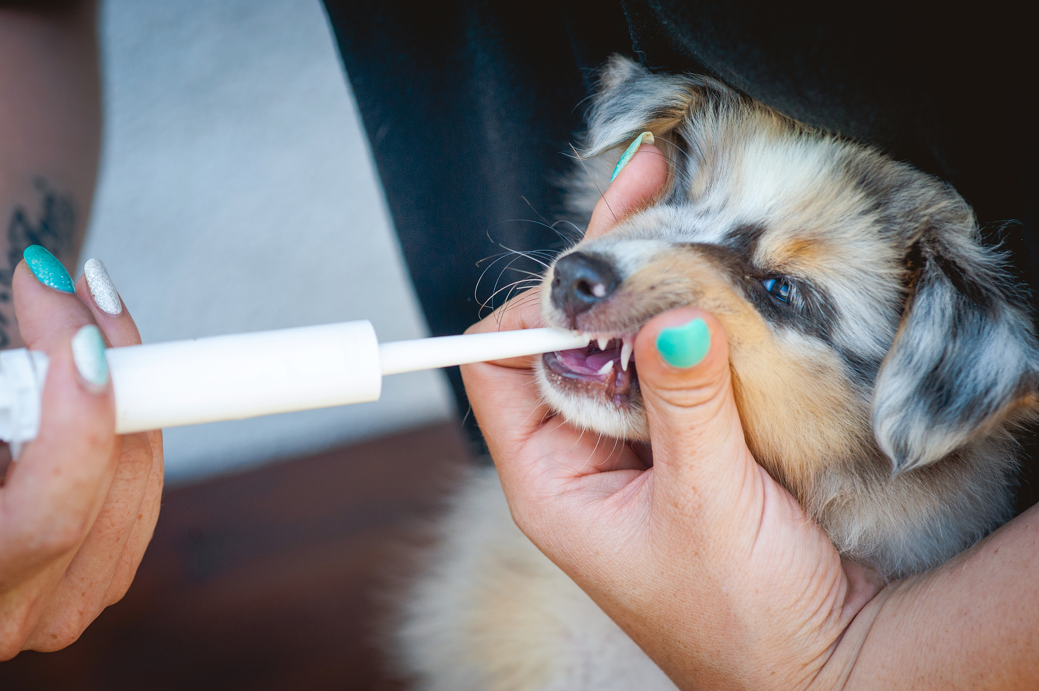 giving worming paste to a shetland sheepdog puppy