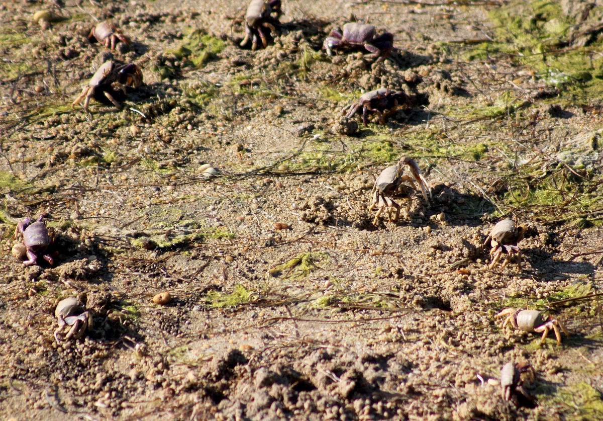 小虾三年级下册课文的中心句