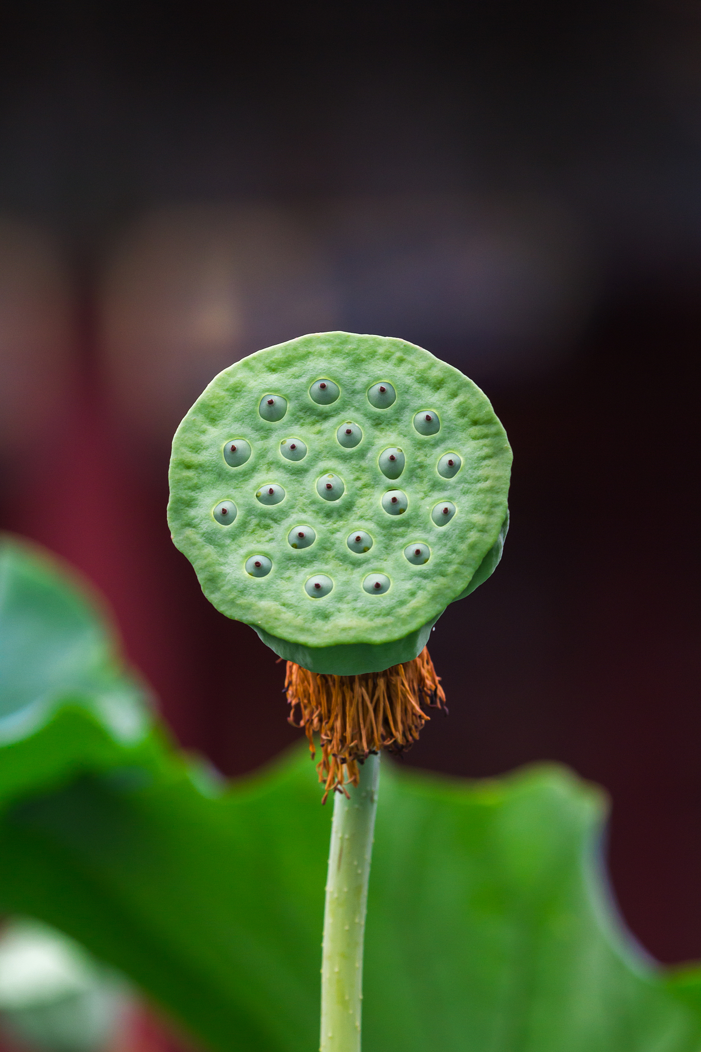 莲蓬保存技巧：第二天依然新鲜！