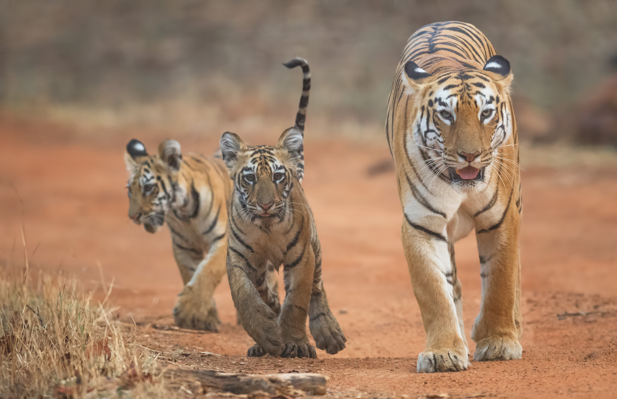 同等体重下猫科动物是否无敌？