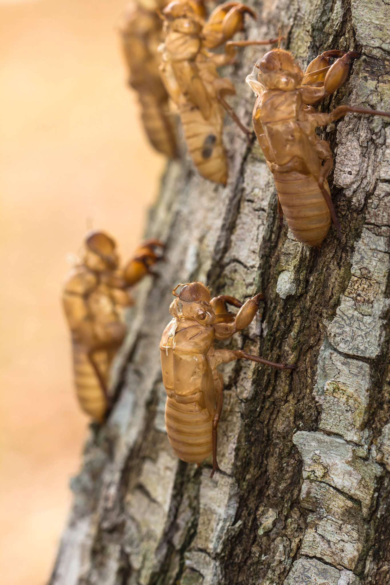 解密金蝉：17年地下蛰伏，破土而出只为生命的绝唱