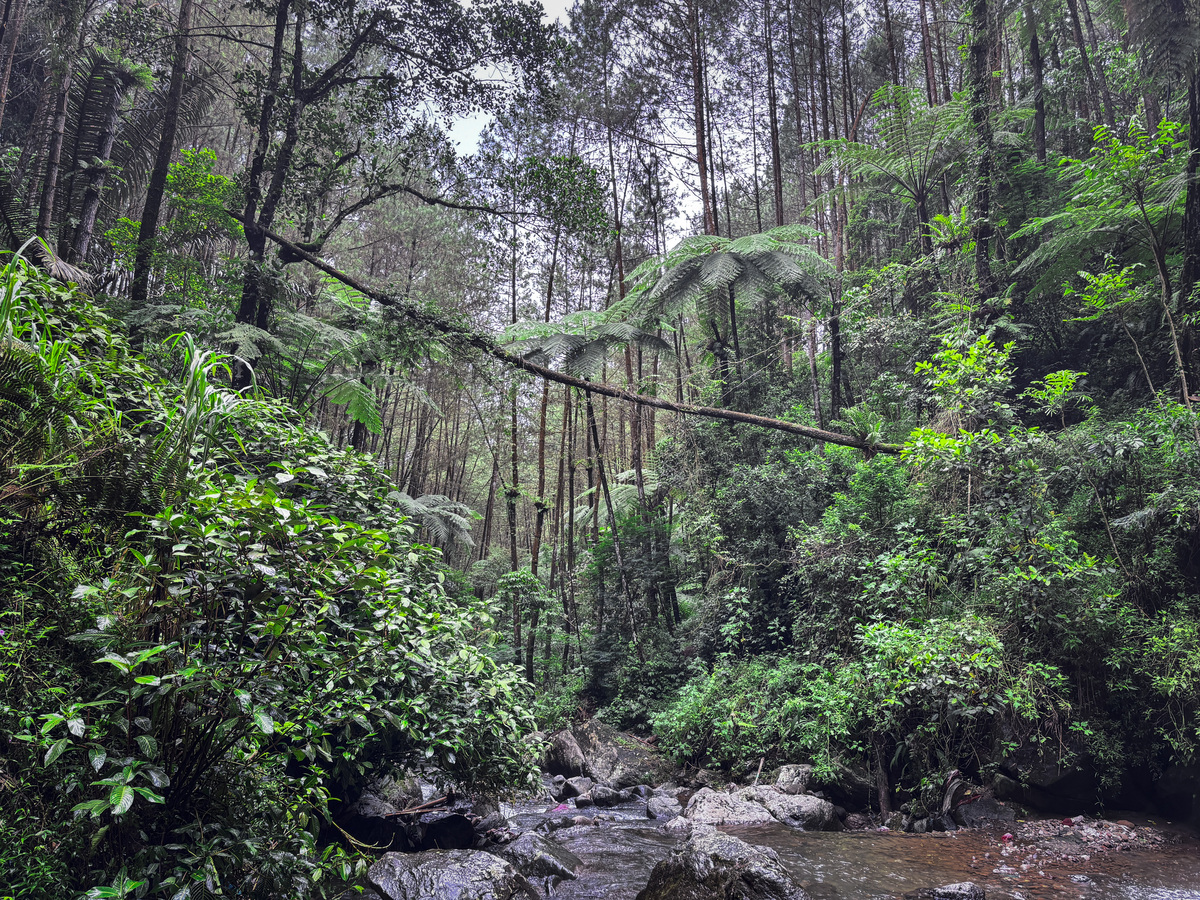成都热带雨林事件：环保争议与政府回应