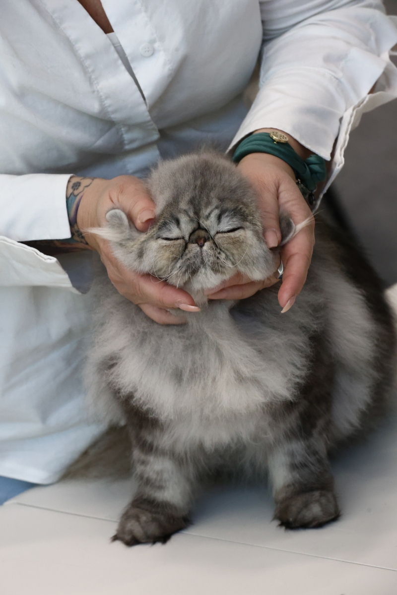 掉毛困扰你？这些方法让你的猫咪变身'无毛宝贝'