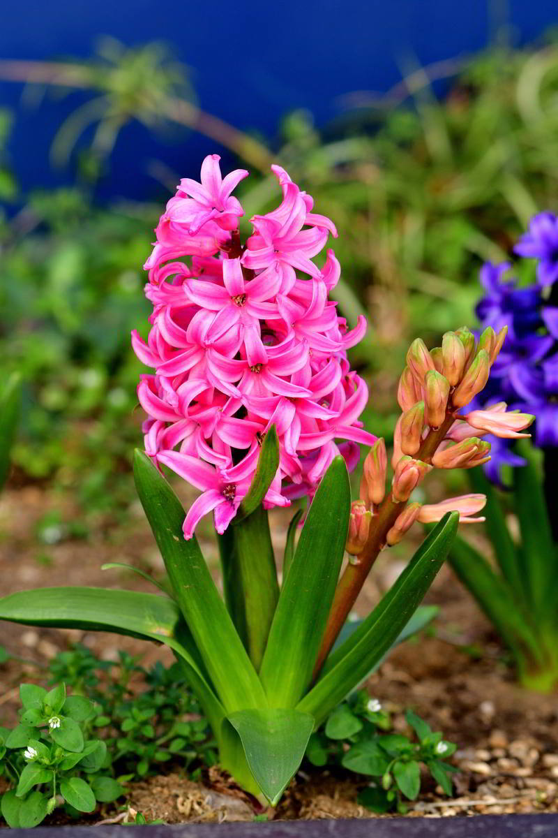 11月适合种植的花卉：秋季种花指南