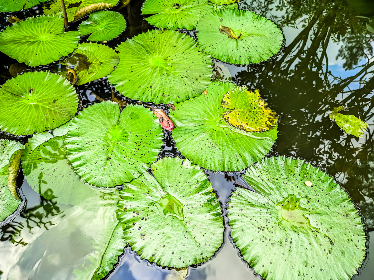 荷叶：水生植物，圆形叶子，防水功能