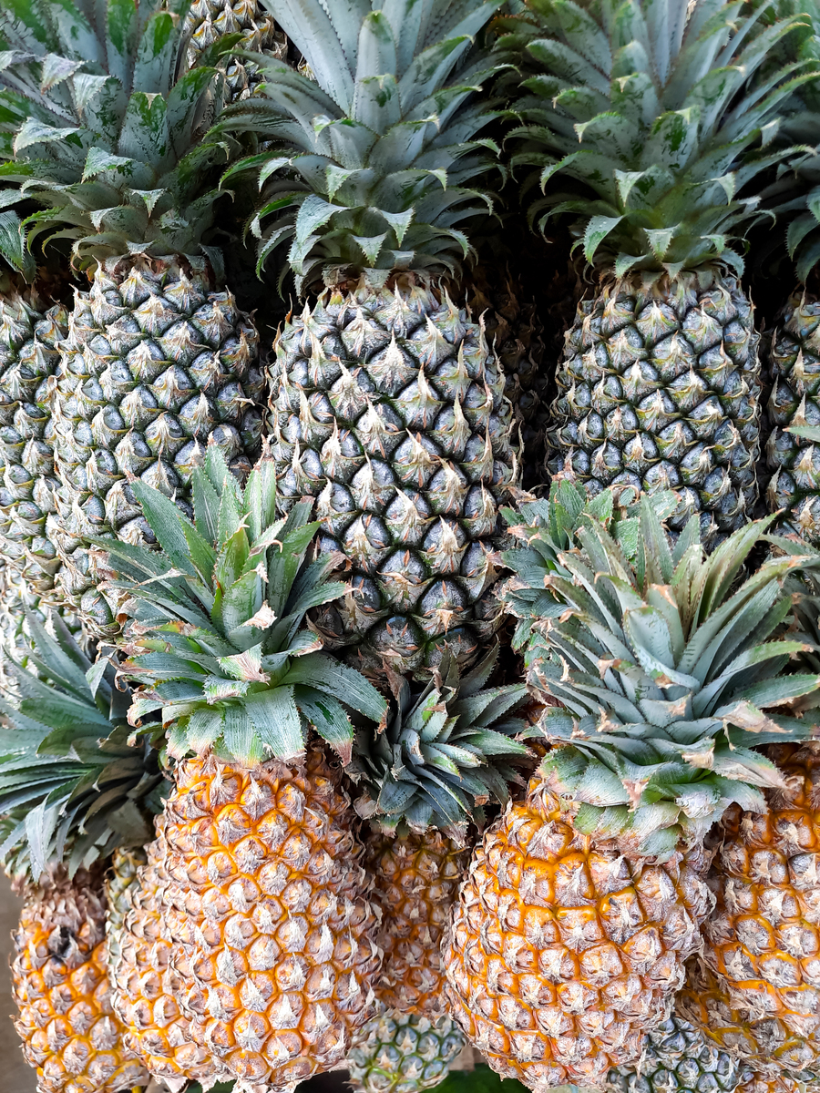 太平洋菠萝 - 来自夏威夷的美味水果