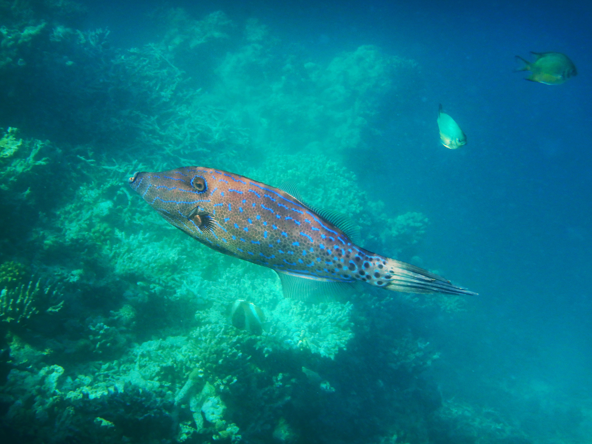 请从学术的专业角度翻译这段话在考虑到南方海胆品种人工养殖尚存空白以水产养殖学本科知识学习的理论为基础从实用性角度出发采用对照实验的方法为初步建立杂色角孔海胆Salmacis sphaeroides的人工培育技术本实验以杂色角孔海胆为材料经历海胆的催产和幼体在梯度盐度海水下的养殖探究了盐度对杂色角孔海胆幼体生长发育的影响。在设置的六个盐度梯度20、24、28、32、36、40中盐度28到32区间内杂