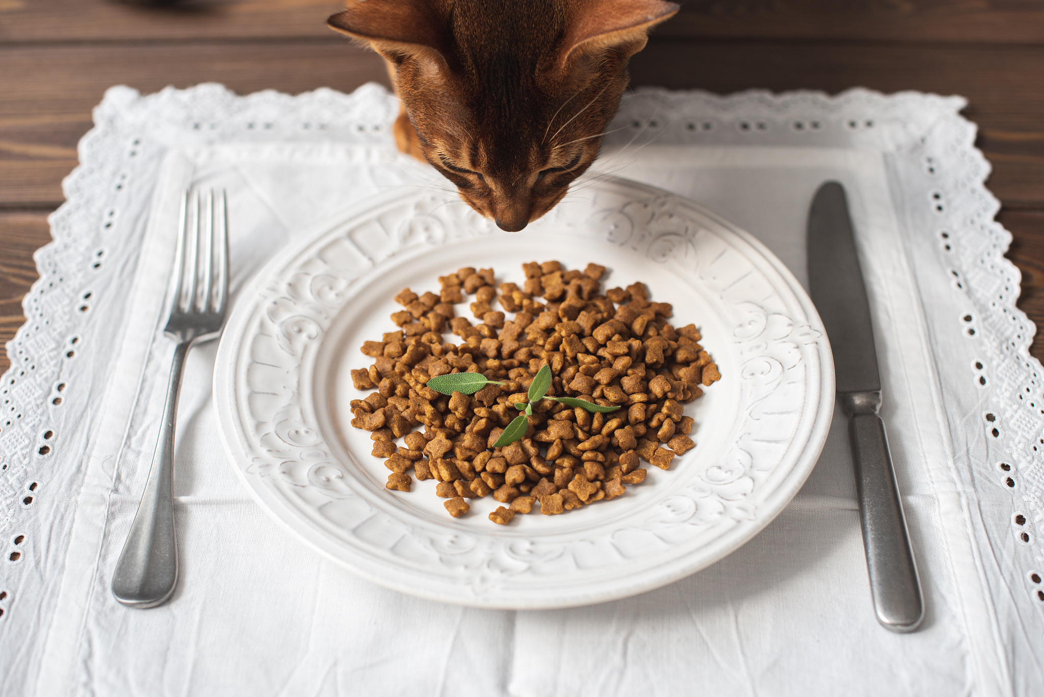 🙀救命！我家猫都被这款冻干主食迷住了！Primal猫主食测评！