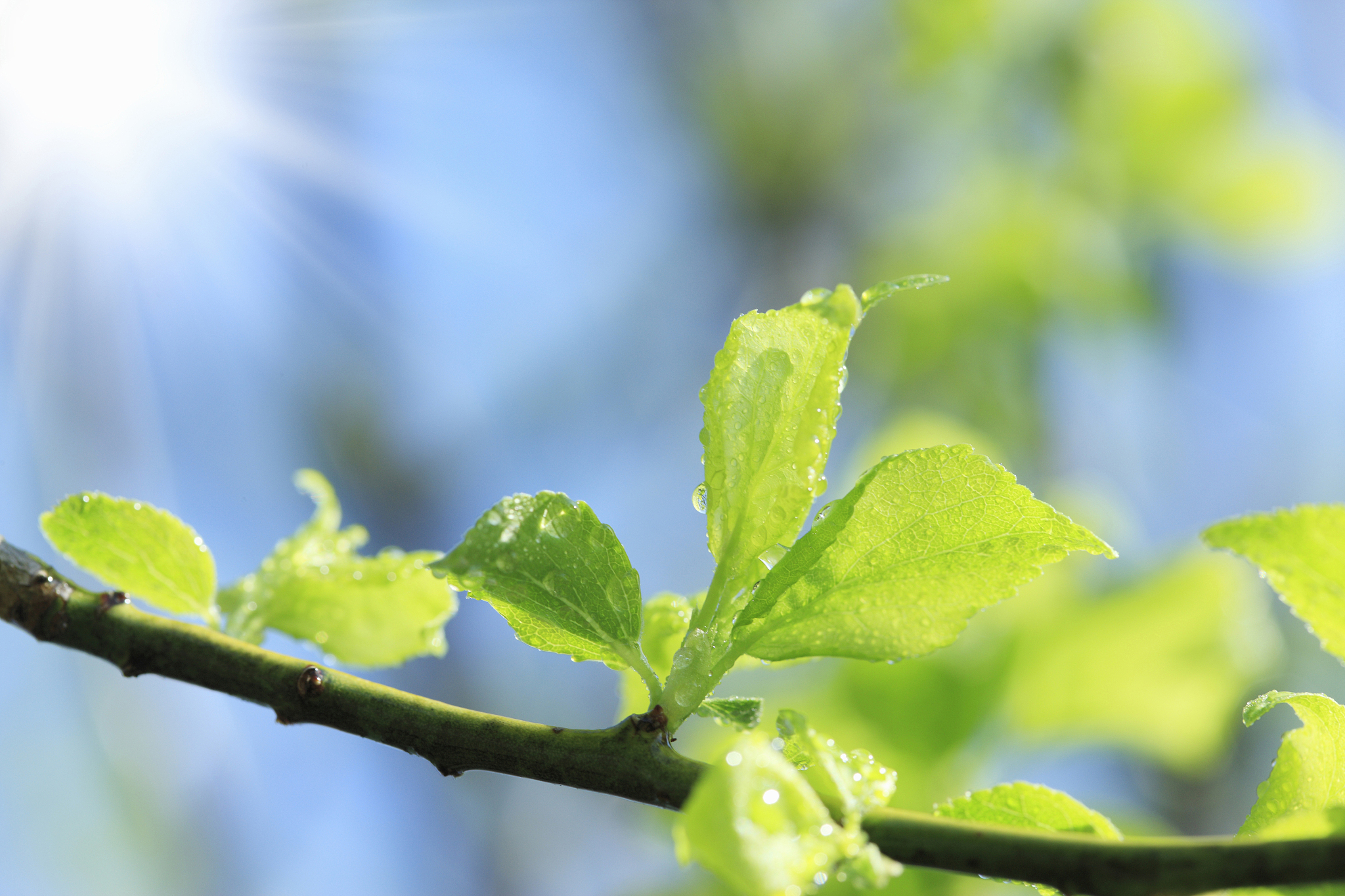 赞美春天的诗歌：感受春意盎然的生命力