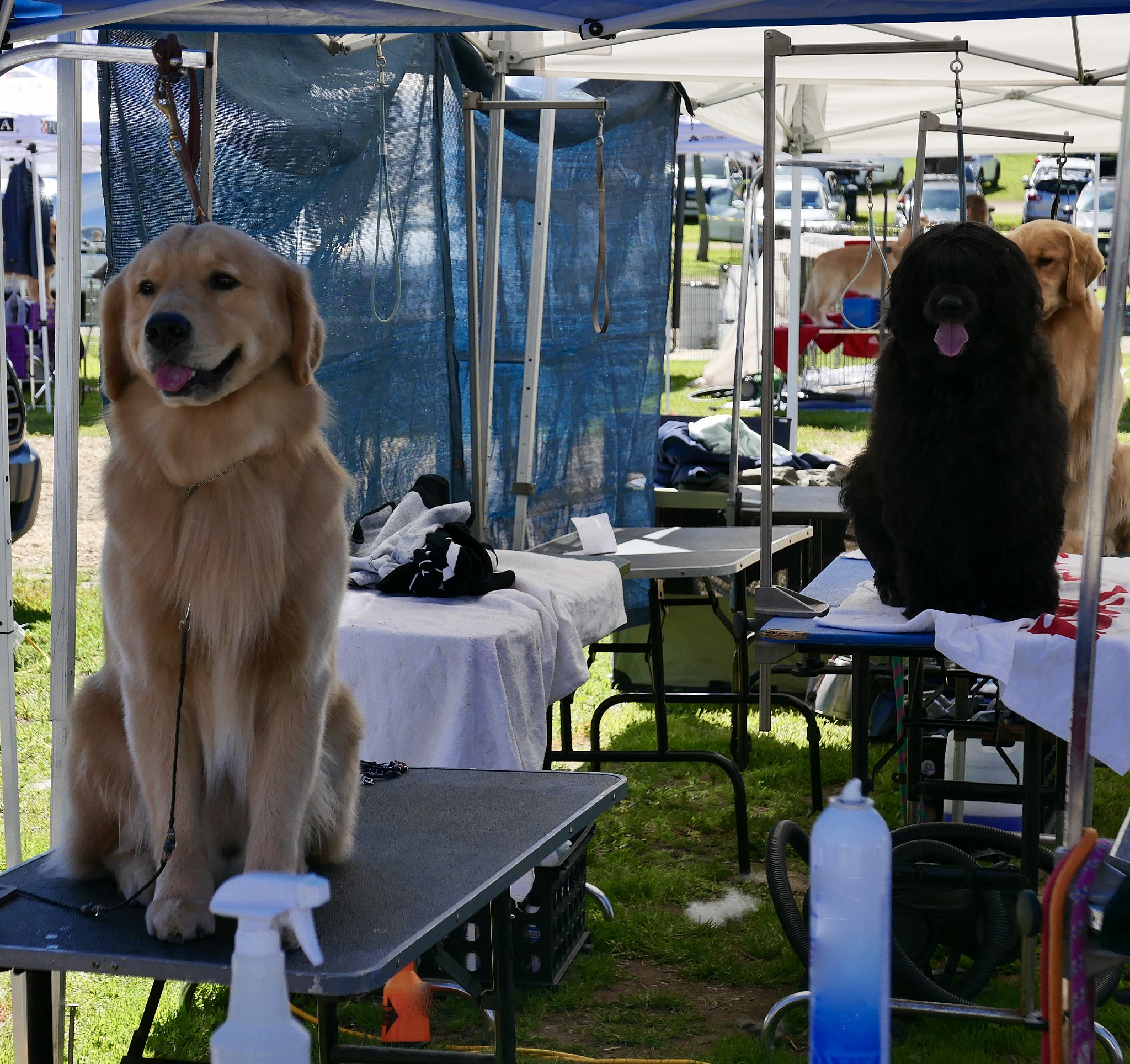 如何将宠物训练成优秀的家庭成员？|宠物训练指南