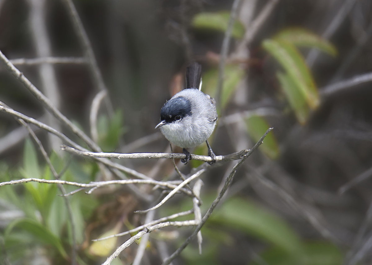 先天愚型(智力障碍):历史,分类,症状,病因及治疗