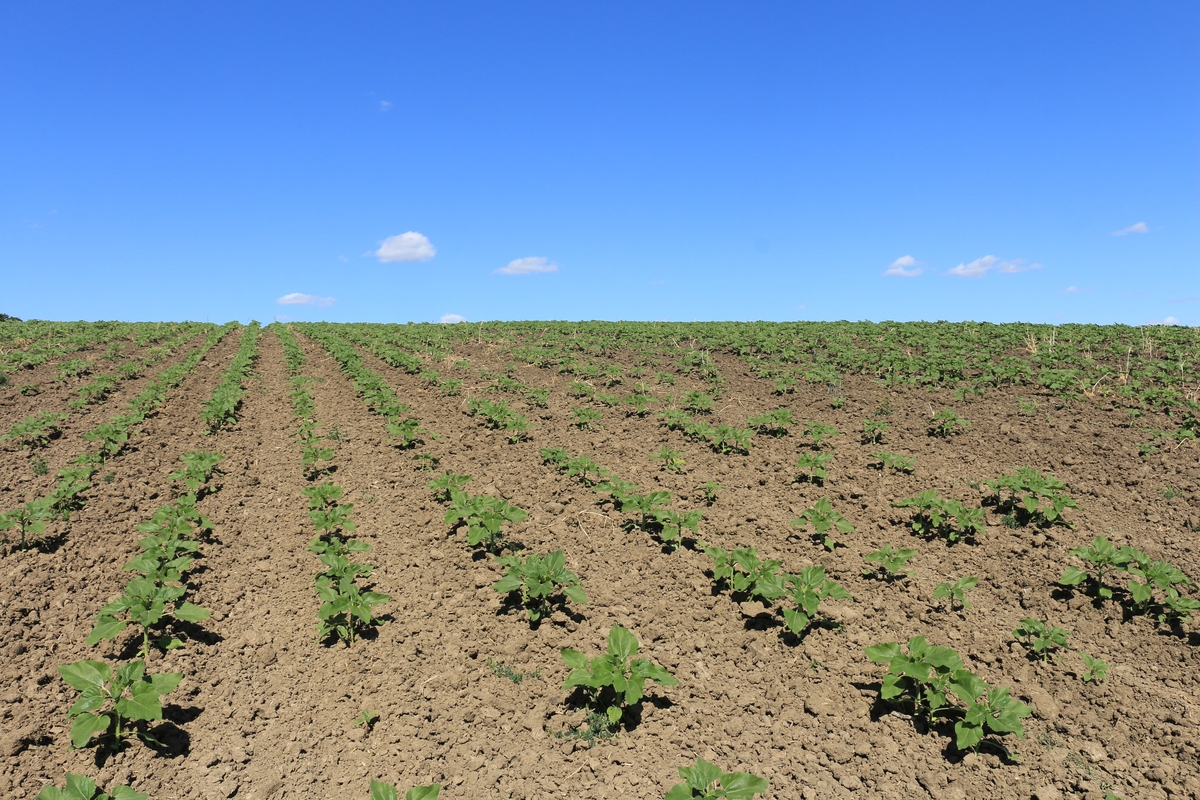 新填沙土地种西瓜长势慢的原因及解决方法