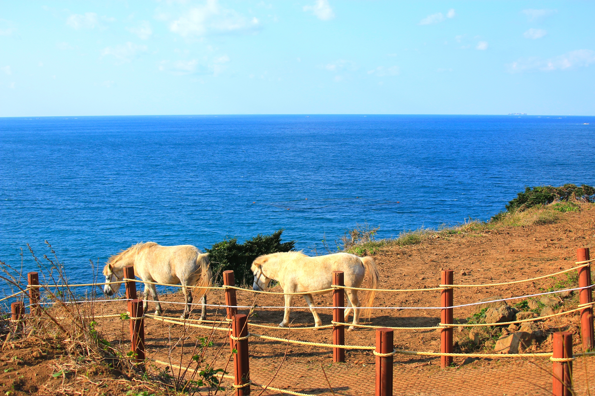 seobong beach, coast, sea, horse, white sand, beach,