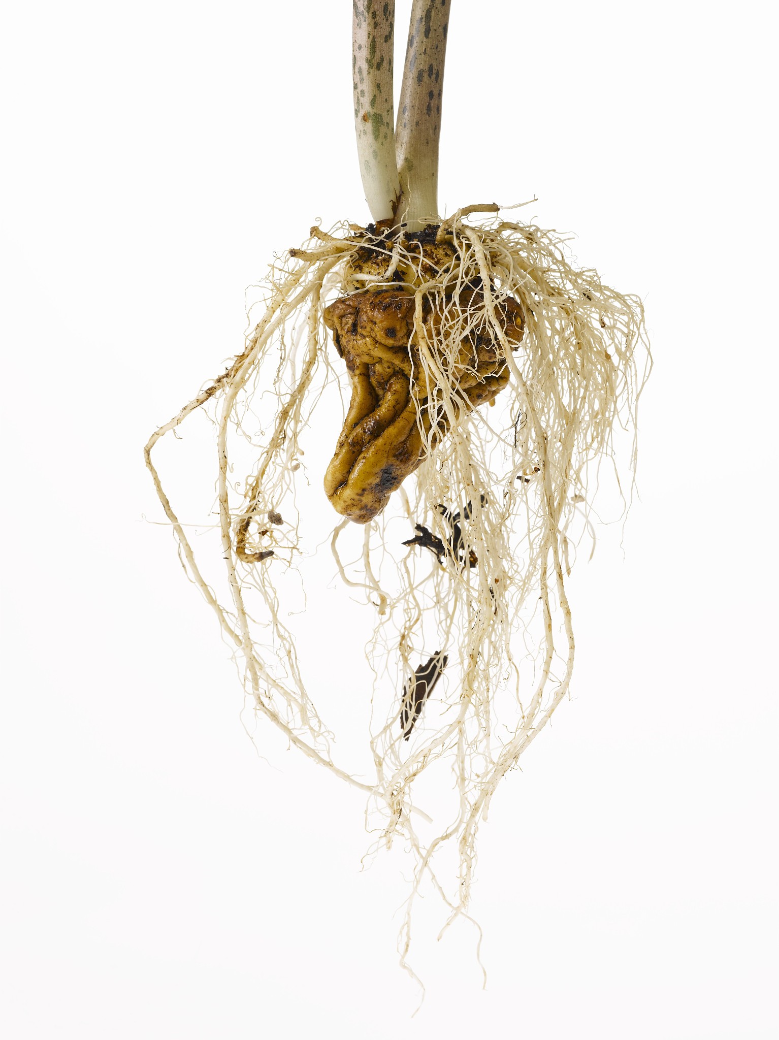 韩国人常染色体东亚成分是多少回答加拓展。