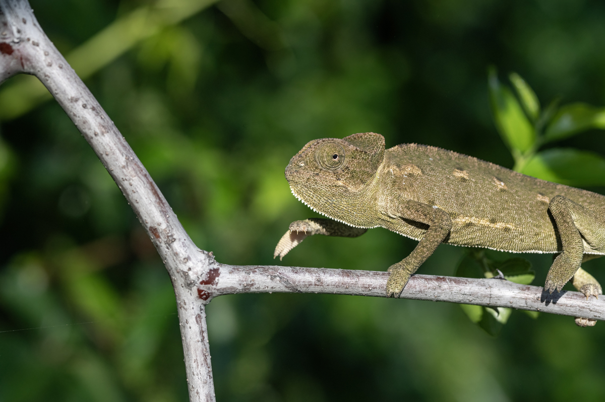 动物界的奇妙现象：飞鱼、变色龙、恐龙鸟、跳蚤、章鱼