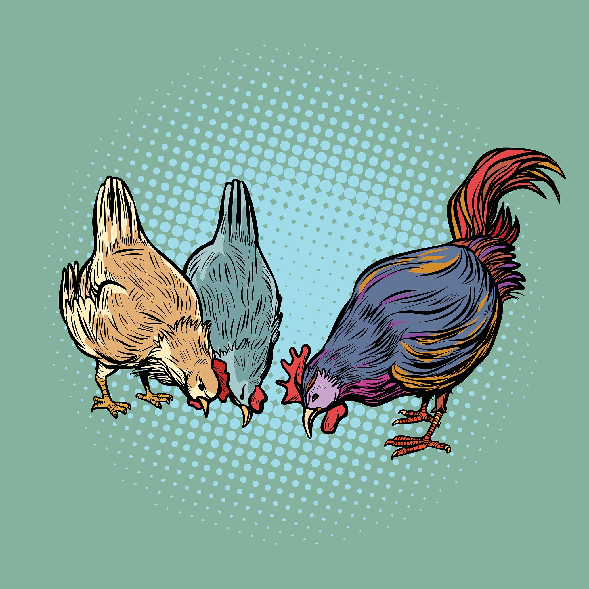 公鸡为什么深夜鸡叫