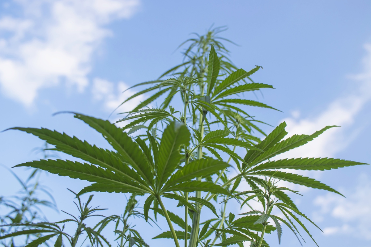 长期吸食大麻的坏处