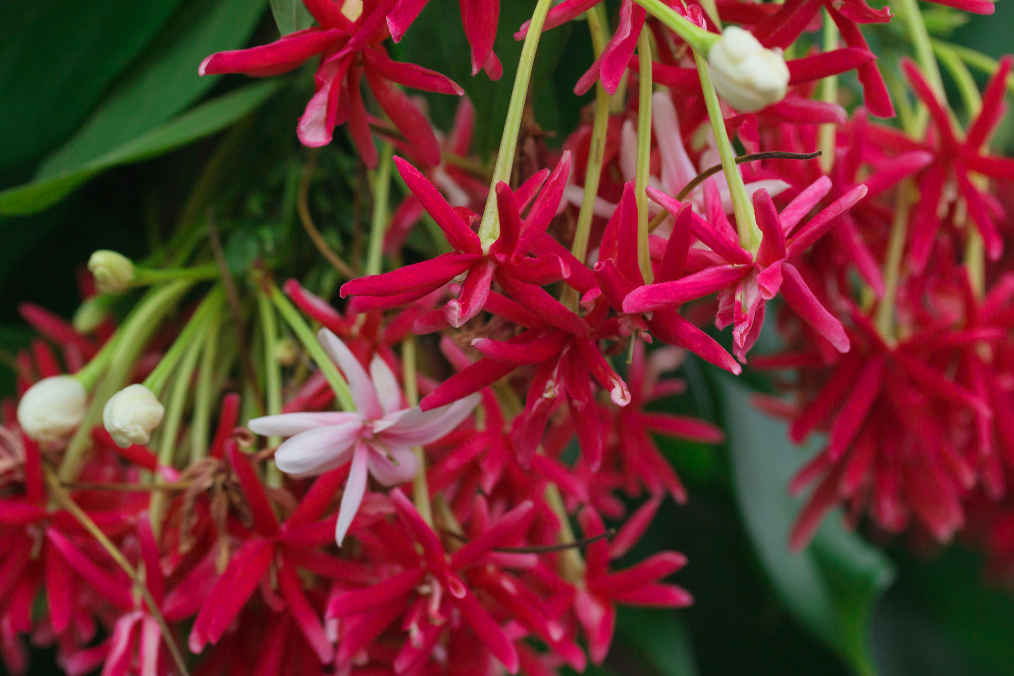 java glorybower latin