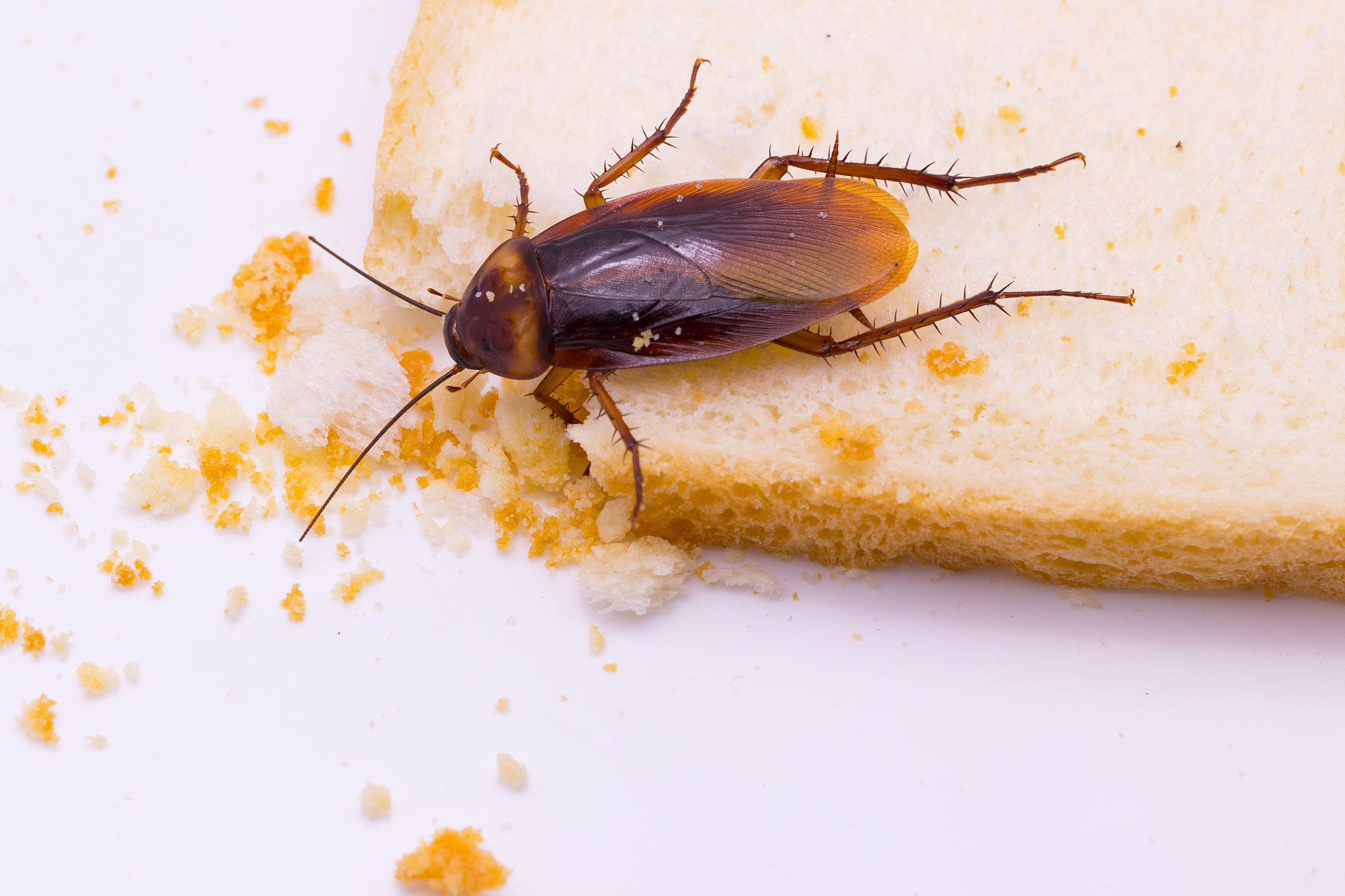 如何吸引蟑螂出来