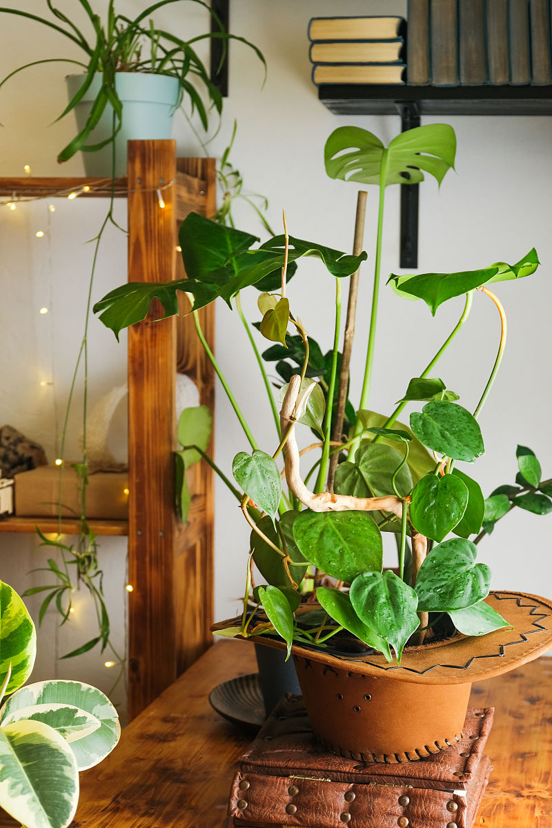 刚栽完的吊兰为什么要放在阴凉处