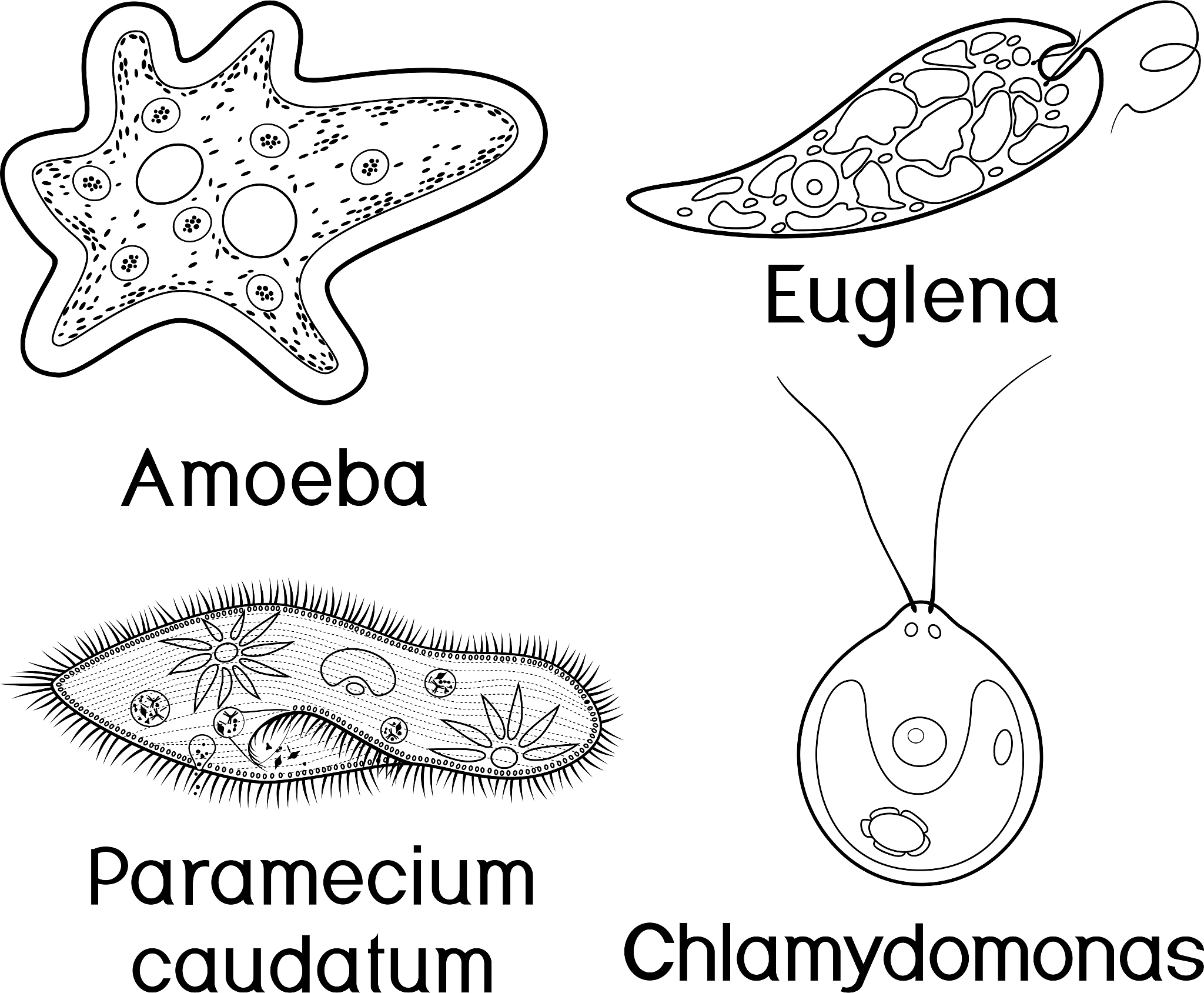 生物体的组成方式从简单到复杂的排列顺序是