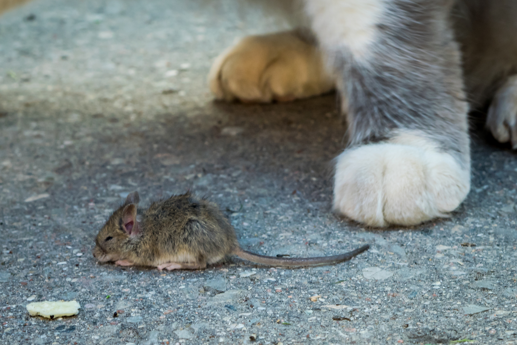 猫和老鼠：天敌关系的复杂性